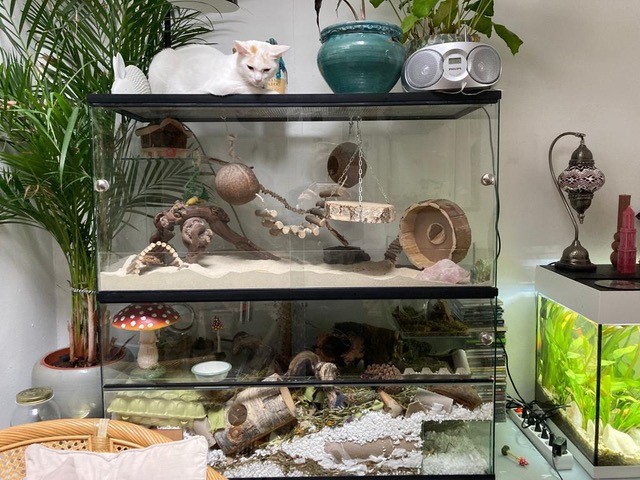 Gerbil terrarium met stevig deksel - woestijn look in opzetstuk